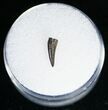 Richardoestesia Raptor Tooth - #11389-2